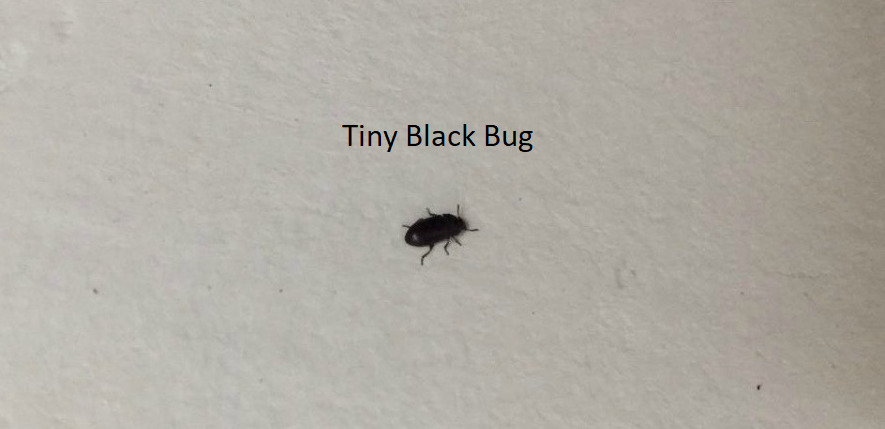 Tiny Black Bugs Near Windows And Walls 