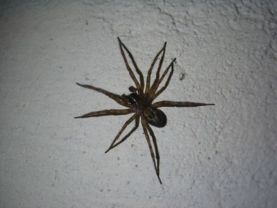Aaaargh, A Spider! How To Get Rid Of The 8 Legged Menace (Without Killing)